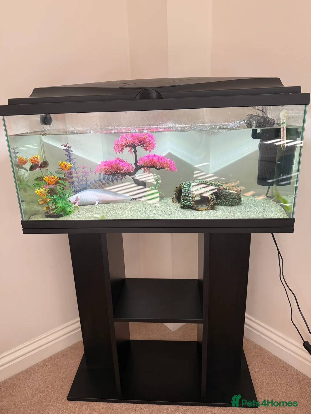 Axolotl reptiles for sale: Albino axolotl, tank and stand for sale in Tonbridge - Advert 1