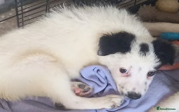 Border Collie dogs for sale: Beautiful Border Collie pups - Image 14