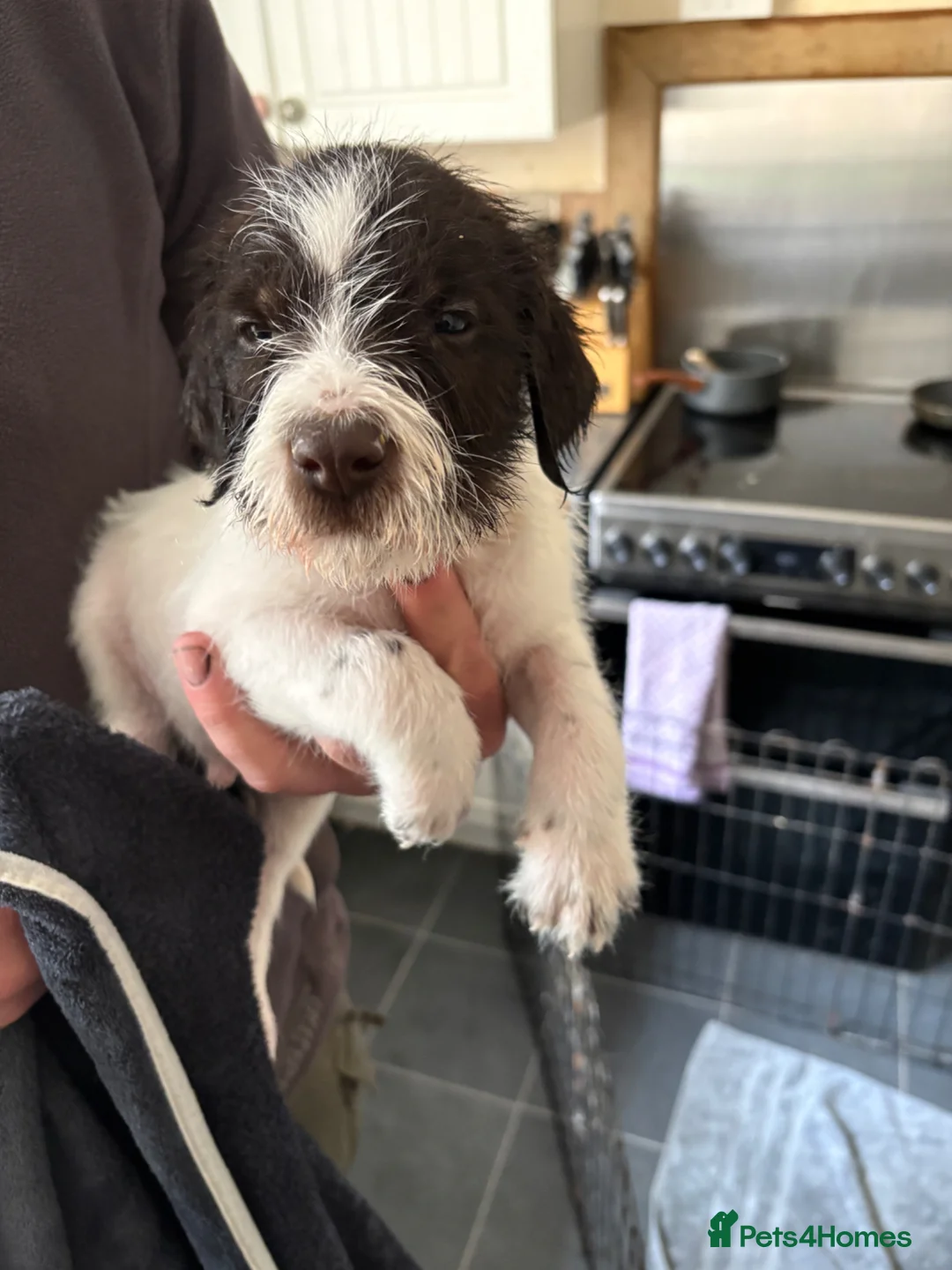 German Wirehaired Pointer dogs for sale: German Wirehaired Pointer Pups in Craven Arms - Advert 2