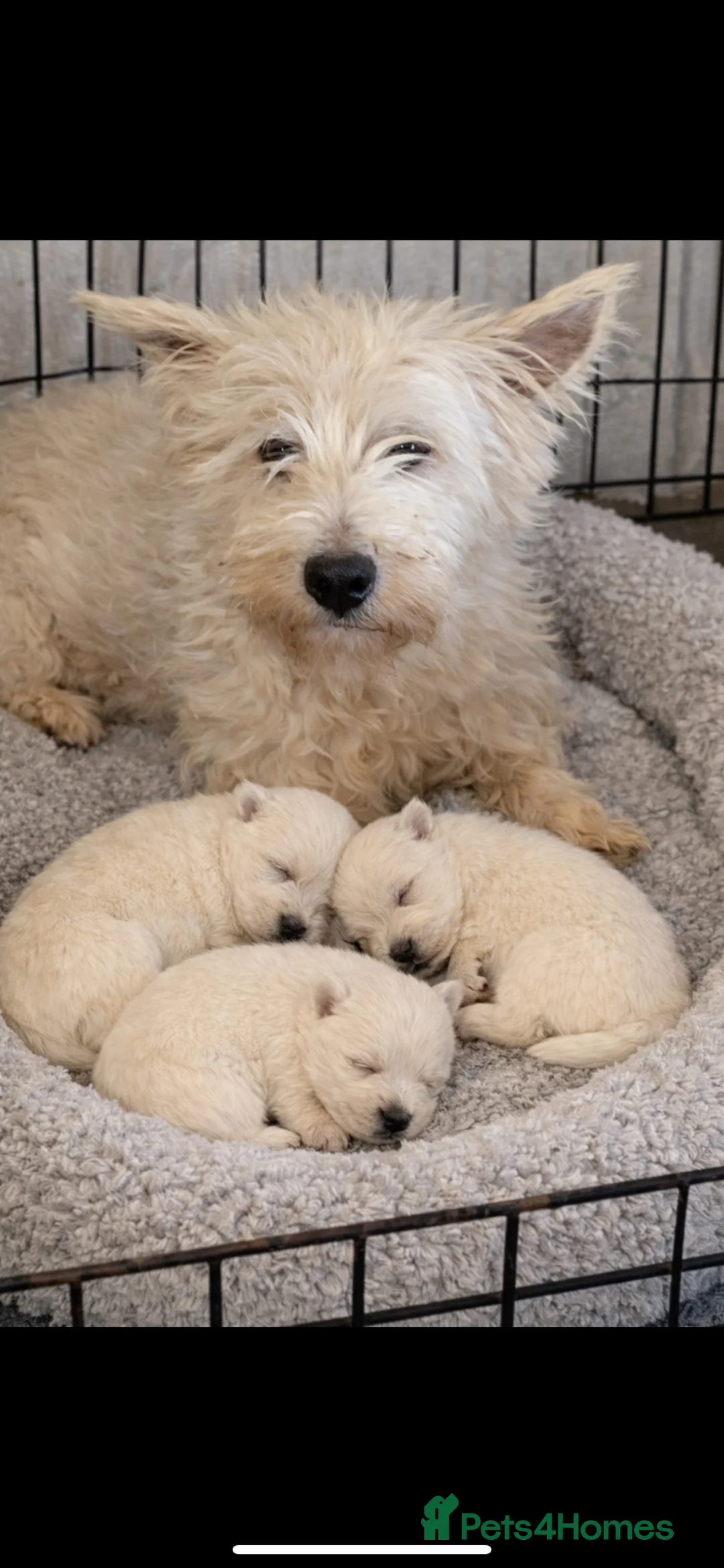 West Highland Terrier dogs for sale: Kc Westie pups  - Advert 2