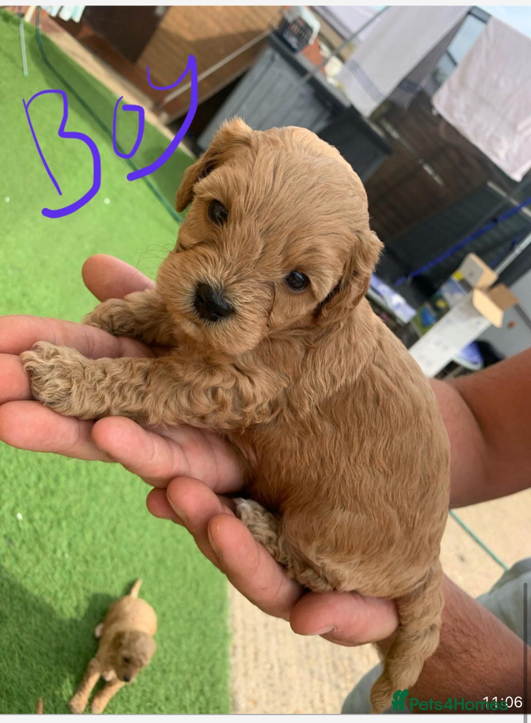 Cavapoo dogs for sale: Cavapoo - Image 6