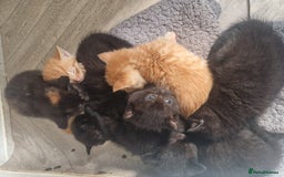 Mixed Breed cats for sale: Gorgeous Kittens. GINGER & All Black - Image 6