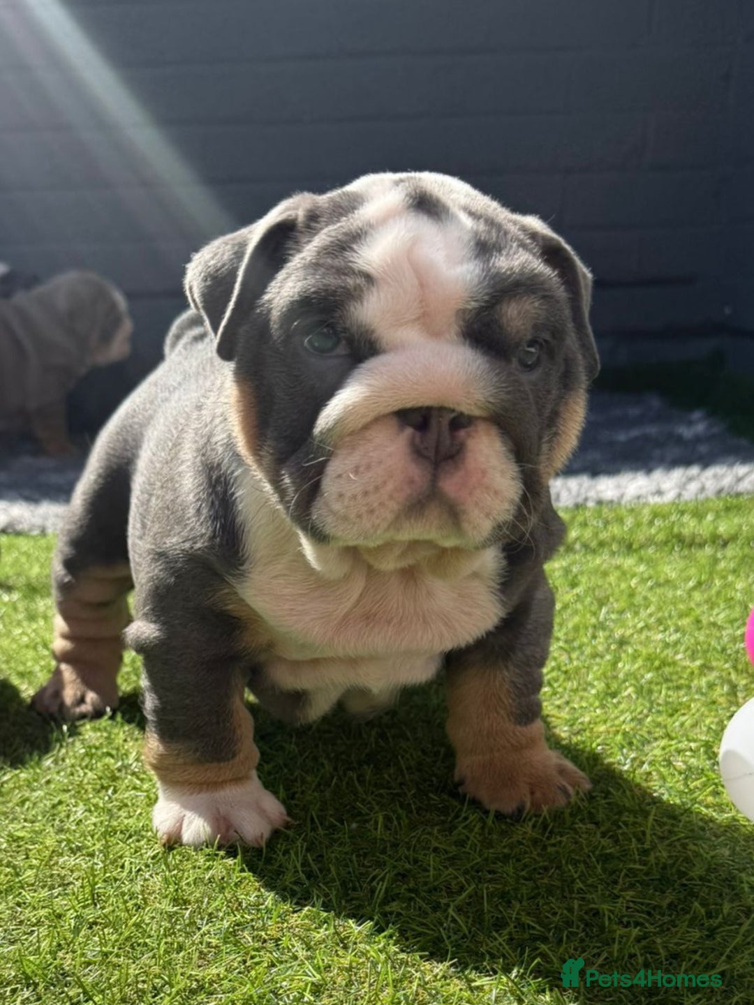 English Bulldog dogs for sale: Exceptional English Bulldog Puppies - Image 9