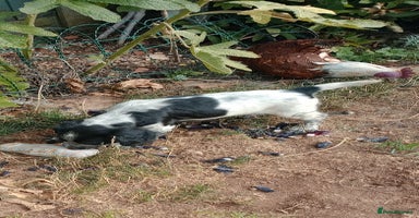 Sprocker dogs - Advert 8