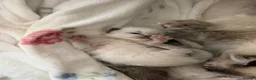 Ragdoll cats for sale: Beautiful pure bred Blue Point Ragdoll kittens  - Advert 28