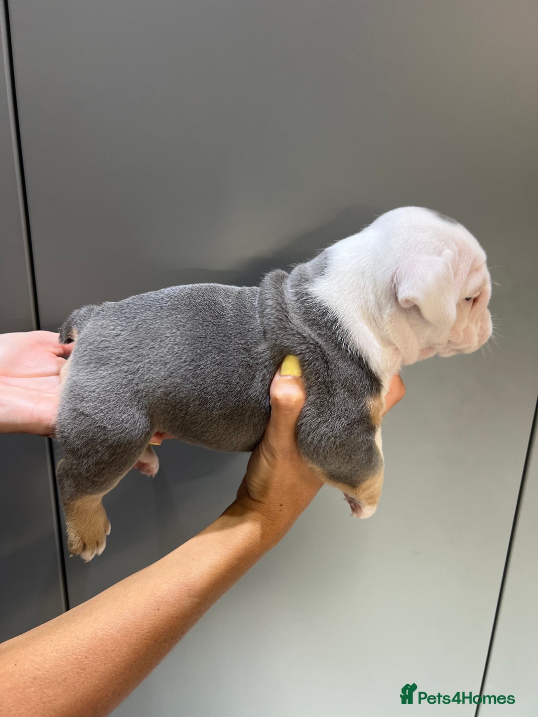 English Bulldog dogs for sale: English Bulldog Puppies - Image 8