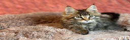 Maine Coon cats for sale: TICA registered Maine Coon Kittens  - Advert 13