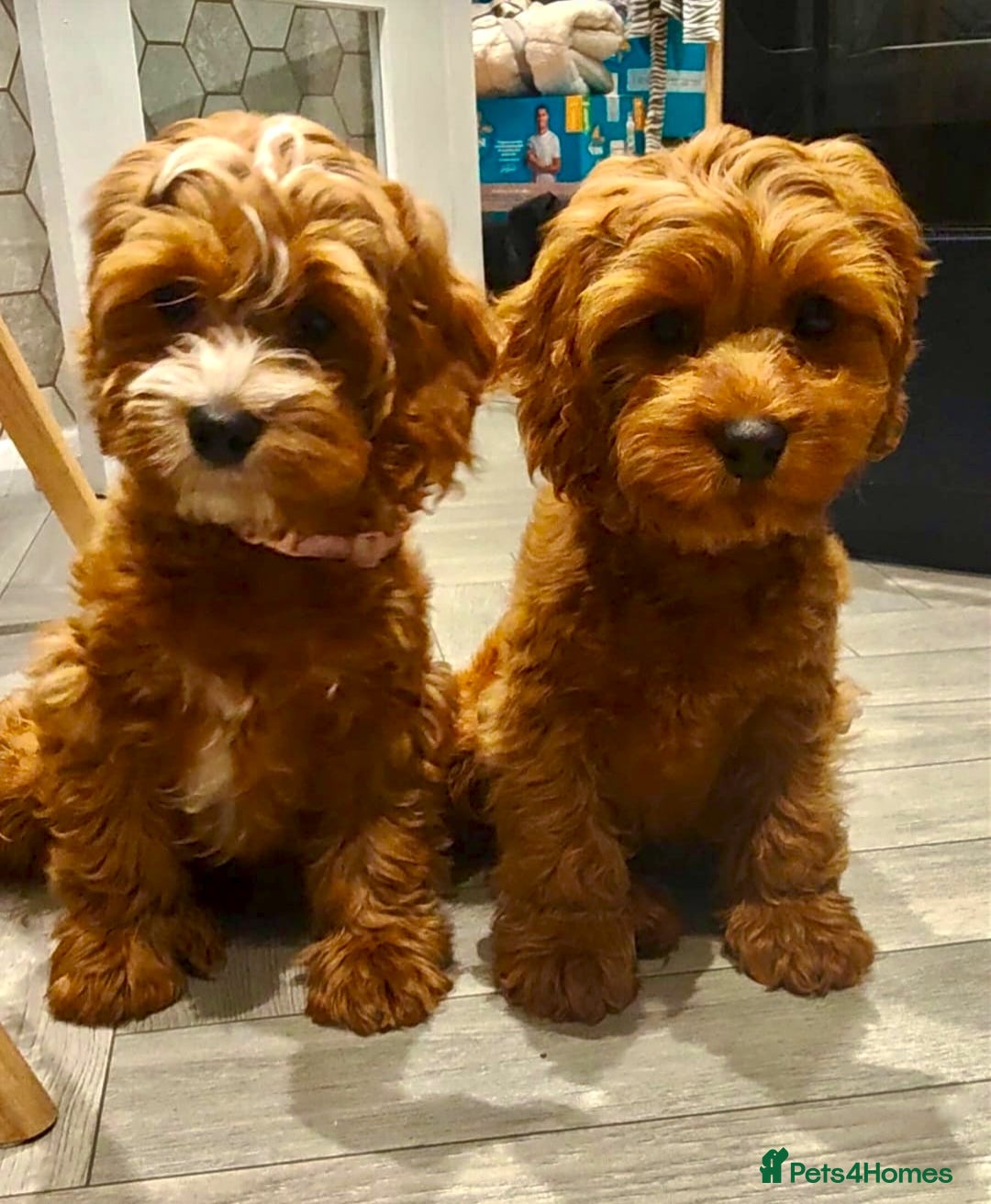 Cavapoo dogs TOY Cavapoo boys  - Advert 7