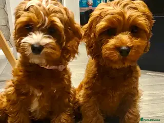 Cavapoo dogs TOY Cavapoo boys - Advert 4