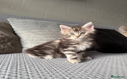Maine Coon cats for sale: XL Russian Lines TICA registered Maine Coon Boy - Image 5