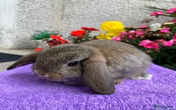 Mini Lop rabbits for sale: Gorgeous Baby Mini Lop Boy, Ready Now - Image 2