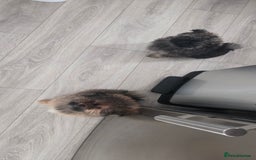 Mixed Breed dogs for sale: Shitzu x pomeranian Shiranian READY TO GO NOW  - Image 11