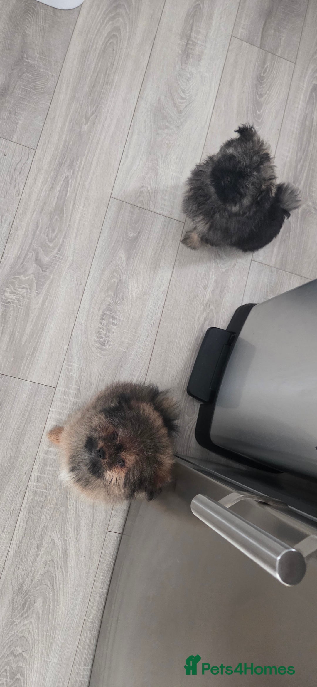 Mixed Breed dogs for sale: Shitzu x pomeranian Shiranian READY TO GO NOW  - Image 11