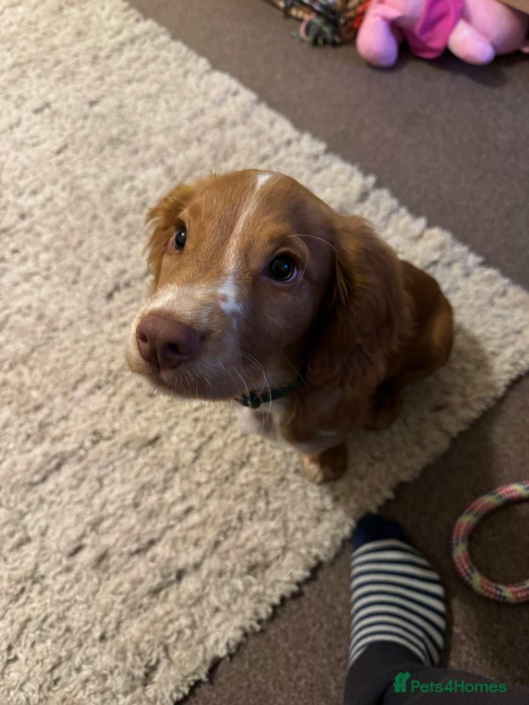 Cocker Spaniel dogs for sale: Cocker spaniel puppy - Advert 1