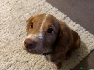 Cocker Spaniel dogs Cocker spaniel puppy - Advert 2