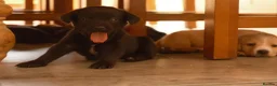 Mixed Breed dogs for sale: Gorgeous Labrador cross pups in Bury Saint Edmunds - Advert 6