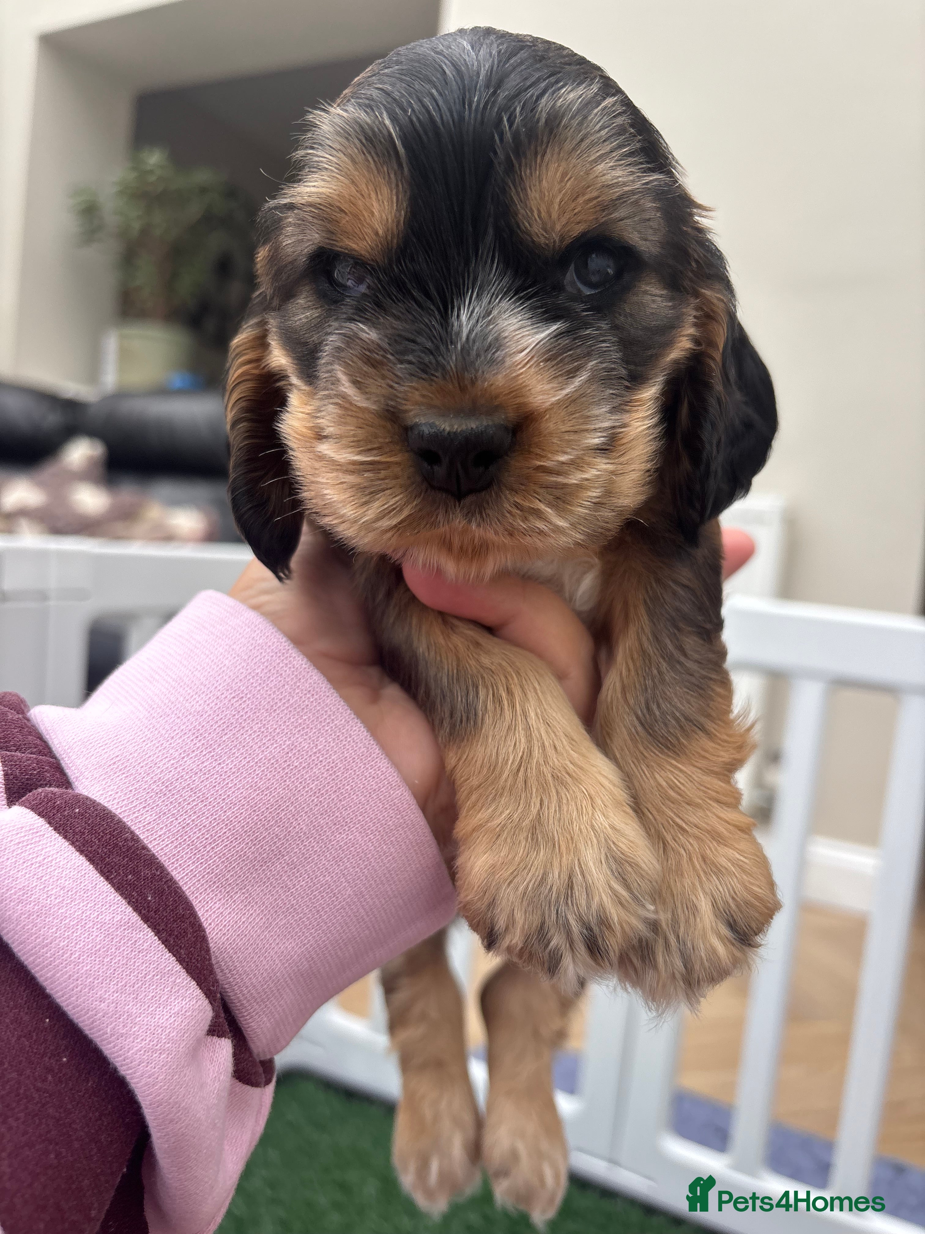 Cocker Spaniel dogs Rizi bizi sired Show cocker spaniel puppies  - Advert 2