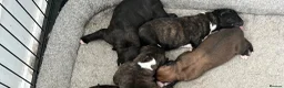 Boxer dogs for sale: Pure bred beautiful boxer litter Bob and long tail - Advert 4
