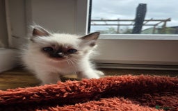 Ragdoll cats for sale: Ragdoll Kittens  - Image 16