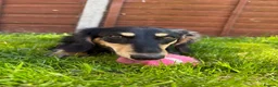 Miniature Dachshund dogs for sale: Long Haired Miniature Dachshund  - Advert 9