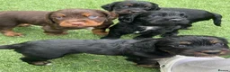 Cocker Spaniel dogs for sale: Beautiful working cocker spaniel puppies - Advert 9