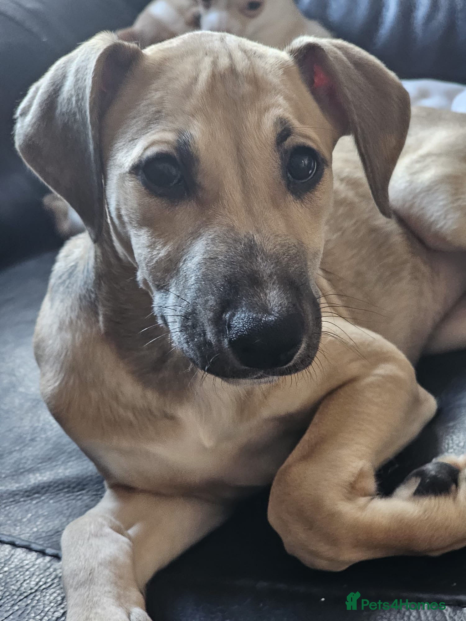 Mixed Breed dogs Staffy cross  - Advert 9