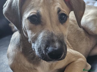 Mixed Breed dogs Staffy cross - Advert 5