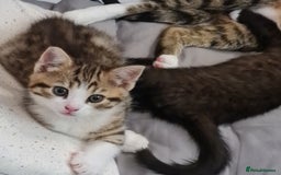 Mixed Breed cats for sale: 2 Beautiful little Boy kittens tabby & black white - Image 15