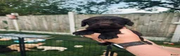 Cocker Spaniel dogs for sale: Stunning Cocker Spaniel puppies  - Advert 7