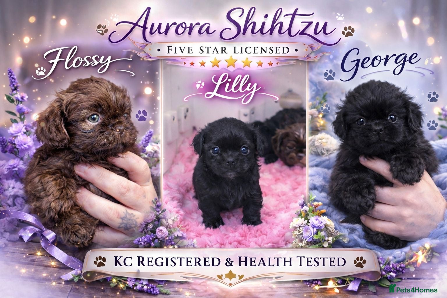 Shih Tzu dogs Kennel Club DNA tested shihtzu pups 🤎🖤 - Advert 12
