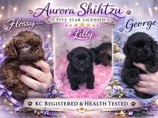 Shih Tzu dogs Kennel Club DNA tested shihtzu pups 🤎🖤 - Advert 12