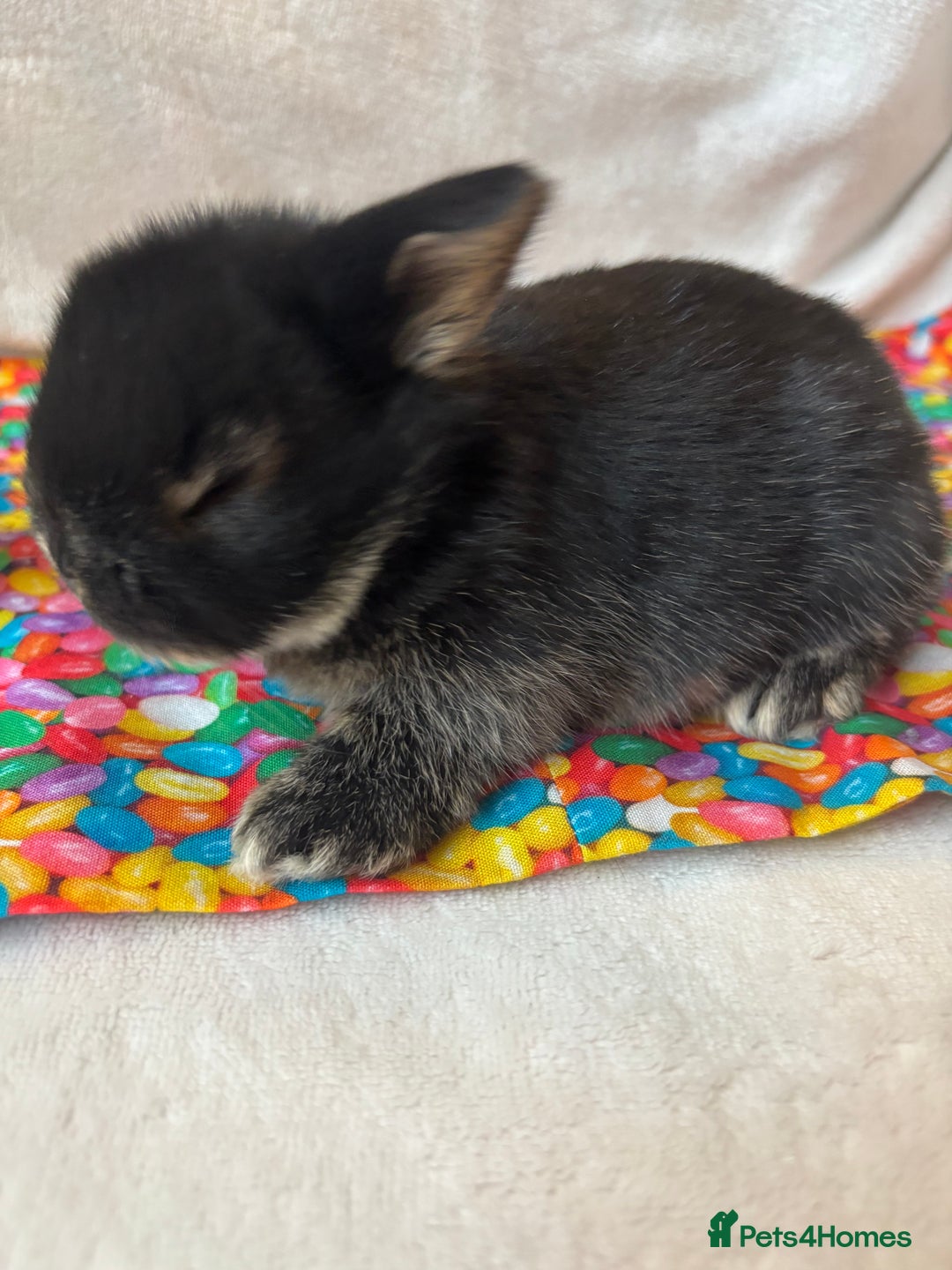 Mixed Breed rabbits for sale: 3 Baby Bunnies - Ready for their forever home! - Advert 7
