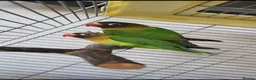 Lovebirds birds for sale: Black Masked lovebirds in Orpington - Advert 2