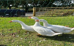 Geese poultry for sale: Pure Embden Goslings - Image 1