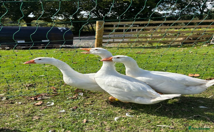 Geese poultry for sale - Advert 1