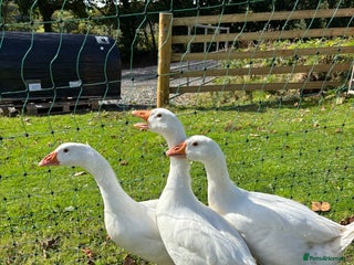 Geese poultry - Advert 8