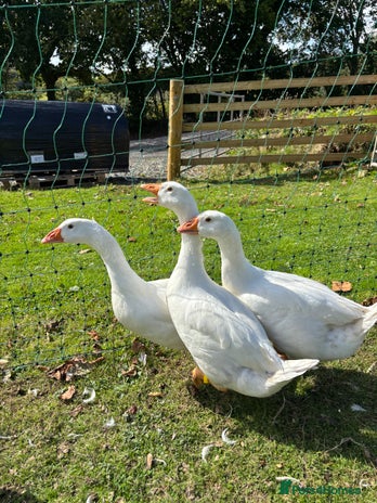 Geese poultry - Advert 10