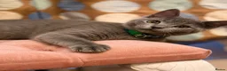 British Shorthair cats for sale: Gorgeous British Shorthair Kittens 💙💙 - Advert 3