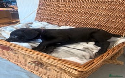 Mixed Breed dogs for sale: Came Corso X Puppies - Image 26