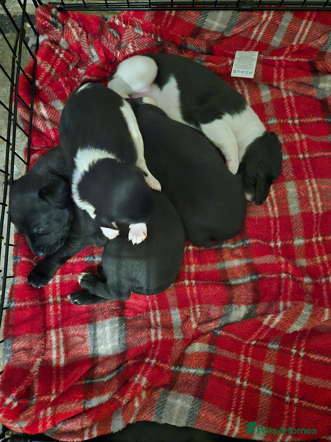 Whippet dogs for sale: Kc registered whippets  - Advert 2