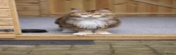 Maine Coon cats for sale:  Russian pedigree maine coon boys - Advert 4