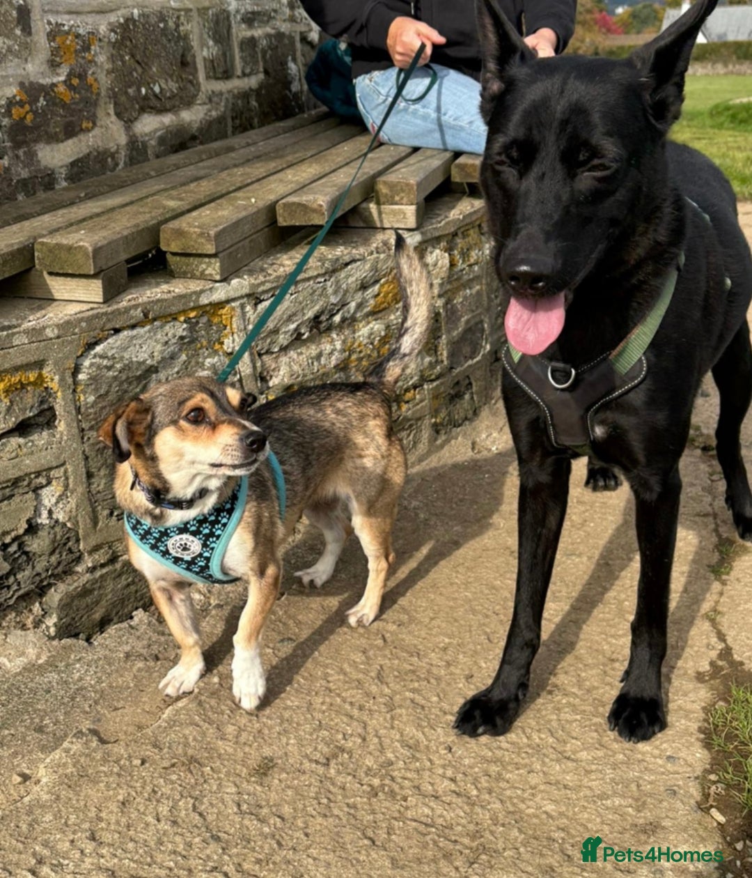 Mixed Breed dogs for adoption: Pango is looking for his forever home  - Image 4