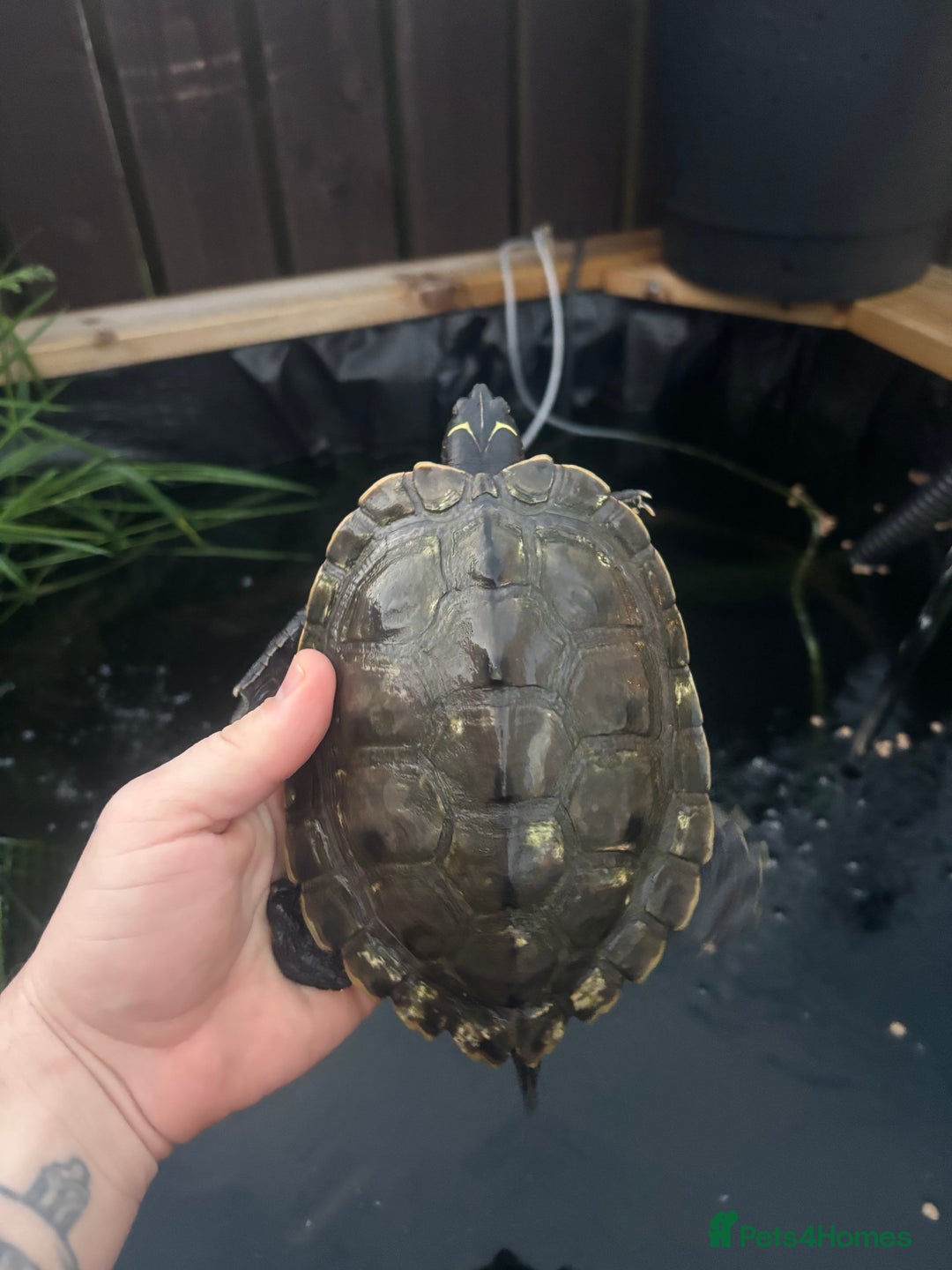 Turtle reptiles for sale: False map turtle  - Advert 2