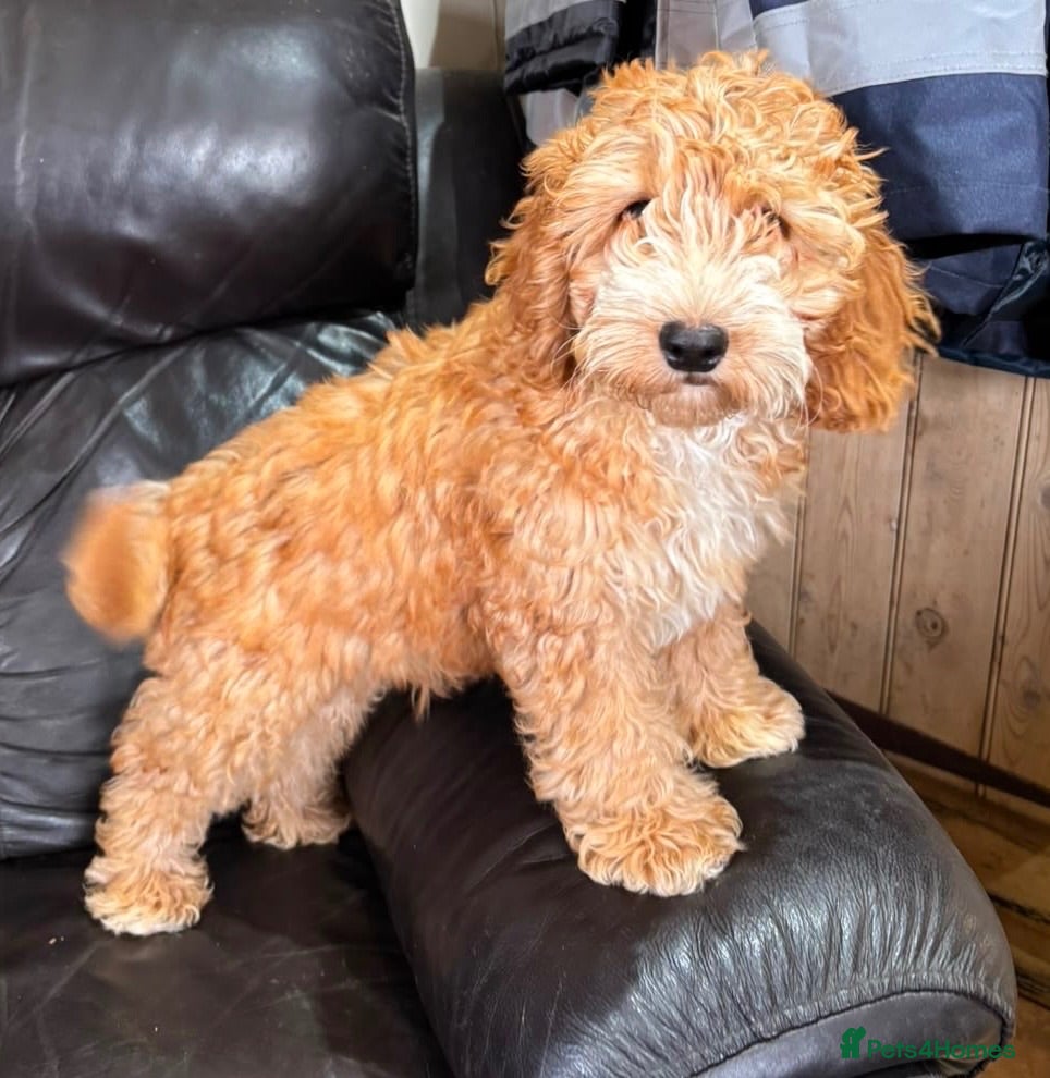Cockapoo dogs Full Health tested Amazing obedience champion  - Advert 1