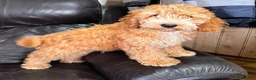 Cockapoo dogs for sale: Full Health tested Amazing obedience champion  - Advert 1