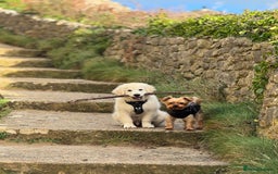 Golden Retriever dogs for sale: Puppy golden retriever 16 weeks - Advert 2