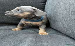 Mixed Breed dogs for sale: ONE LEFT REDUCED French wieners-Frenchie/dashhound - Image 26