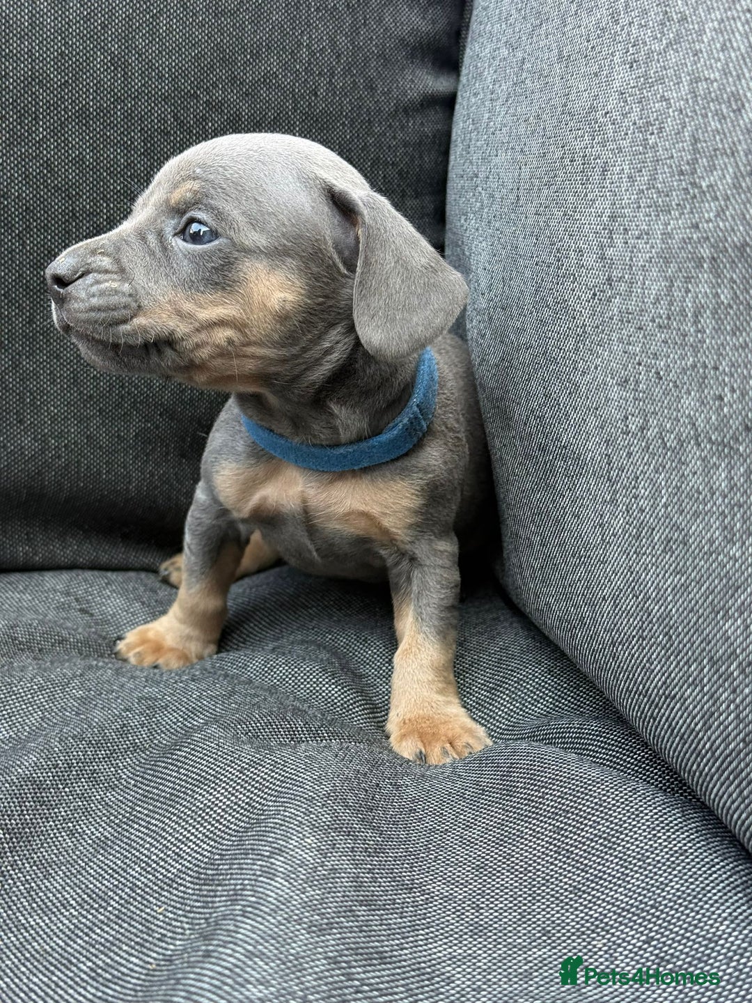 Mixed Breed dogs for sale: ONE LEFT REDUCED French wieners-Frenchie/dashhound - Image 26