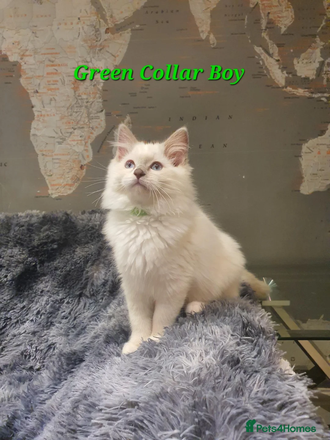 Ragdoll cats for sale: 💖11 WEEKS OLD💖 GCCF Registered Ragdoll Kittens. - Advert 2