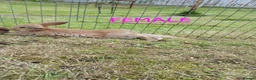 Mixed Breed rabbits for sale: Mini lop cross babies  - Advert 9